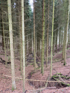 Wald Siebengebirge